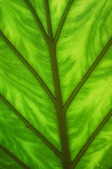 Image showing Leaf