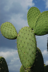 Image showing Cactus