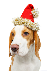 Image showing beautiful beagle dog in christmas hat