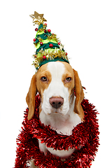 Image showing beautiful beagle dog in christmas tree hat 