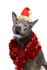 Image showing beautiful thai ridgeback dog in christmas hat