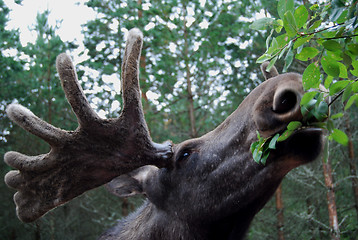 Image showing Elk