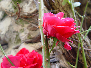 Image showing Roses