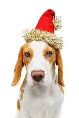 Image showing beautiful beagle dog in christmas hat