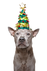 Image showing beautiful thai ridgeback dog in new year tree hat