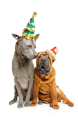 Image showing two dogs in christmas hats
