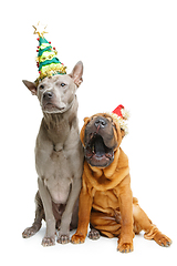 Image showing two dogs in christmas hats