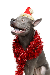 Image showing beautiful thai ridgeback dog in christmas hat