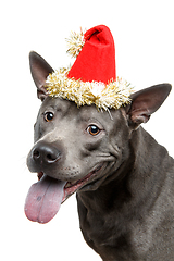 Image showing beautiful thai ridgeback dog in christmas hat