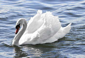 Image showing White swan