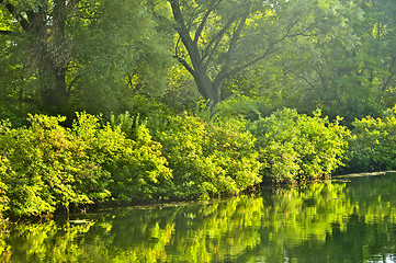 Image showing Green reflections in water