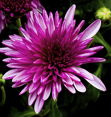 Image showing Lilac Chrysanthemum Flower