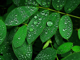 Image showing Droplets on green leaf