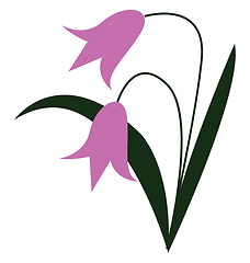 Image showing Bell shape pink flowers vector or color illustration