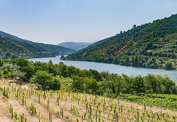 Image showing View of Douro Valley, Portugal. 