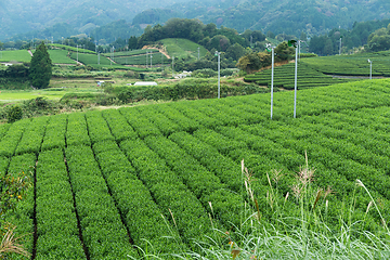 Image showing Green Tea plantation in Japan