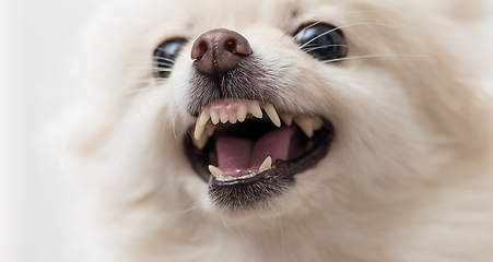 Image showing White Pomeranian dog getting angey