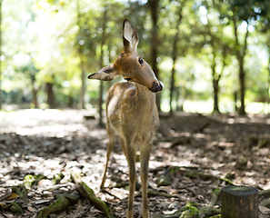 Image showing Cute deer in a park 