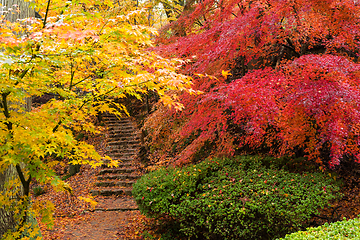 Image showing Autumn landscape in Japanese garden