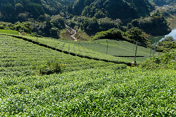 Image showing Tea Plantation field