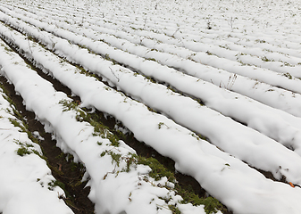 Image showing Agriculture field, carrots