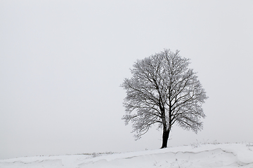 Image showing After snowfall