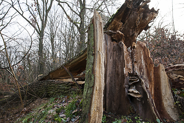 Image showing dead tree in wood