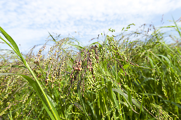 Image showing agricultural field with green