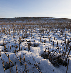 Image showing Winter season. Photo