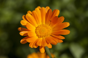 Image showing Flowers of calendula