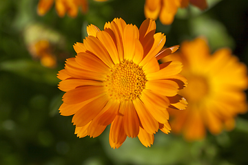 Image showing Flowers of calendula