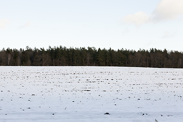 Image showing Winter forest, close-up