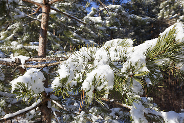 Image showing Pine forest under the snow