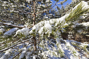 Image showing Pine forest under the snow