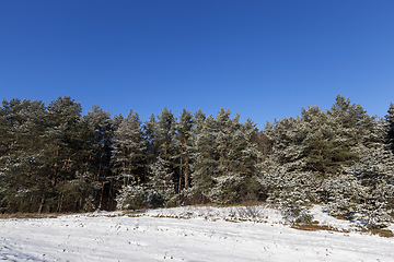 Image showing Pine forest in winter