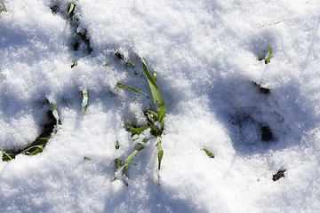 Image showing Young sprouts of wheat