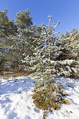 Image showing Pine forest in winter