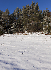 Image showing Pine forest in winter