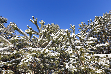 Image showing Pine forest in winter