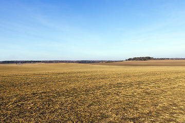 Image showing After the fall, the sky