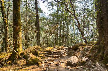 Image showing Hiking in Nepal jungle forest