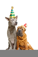 Image showing two dogs in christmas hats isolated on white