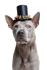 Image showing beautiful thai ridgeback dog in high hat