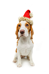 Image showing beautiful beagle female dog in christmas hat