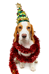 Image showing beautiful beagle dog in christmas tree hat 