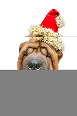 Image showing beautiful shar pei puppy in christmas cap