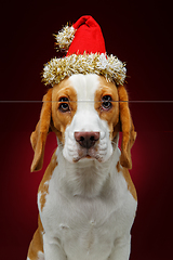 Image showing beautiful beagle female dog in christmas hat