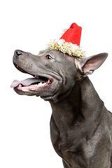 Image showing beautiful thai ridgeback dog in christmas hat
