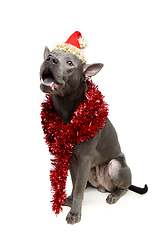 Image showing beautiful thai ridgeback dog in christmas hat