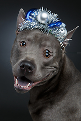 Image showing beautiful thai ridgeback dog in christmas hat